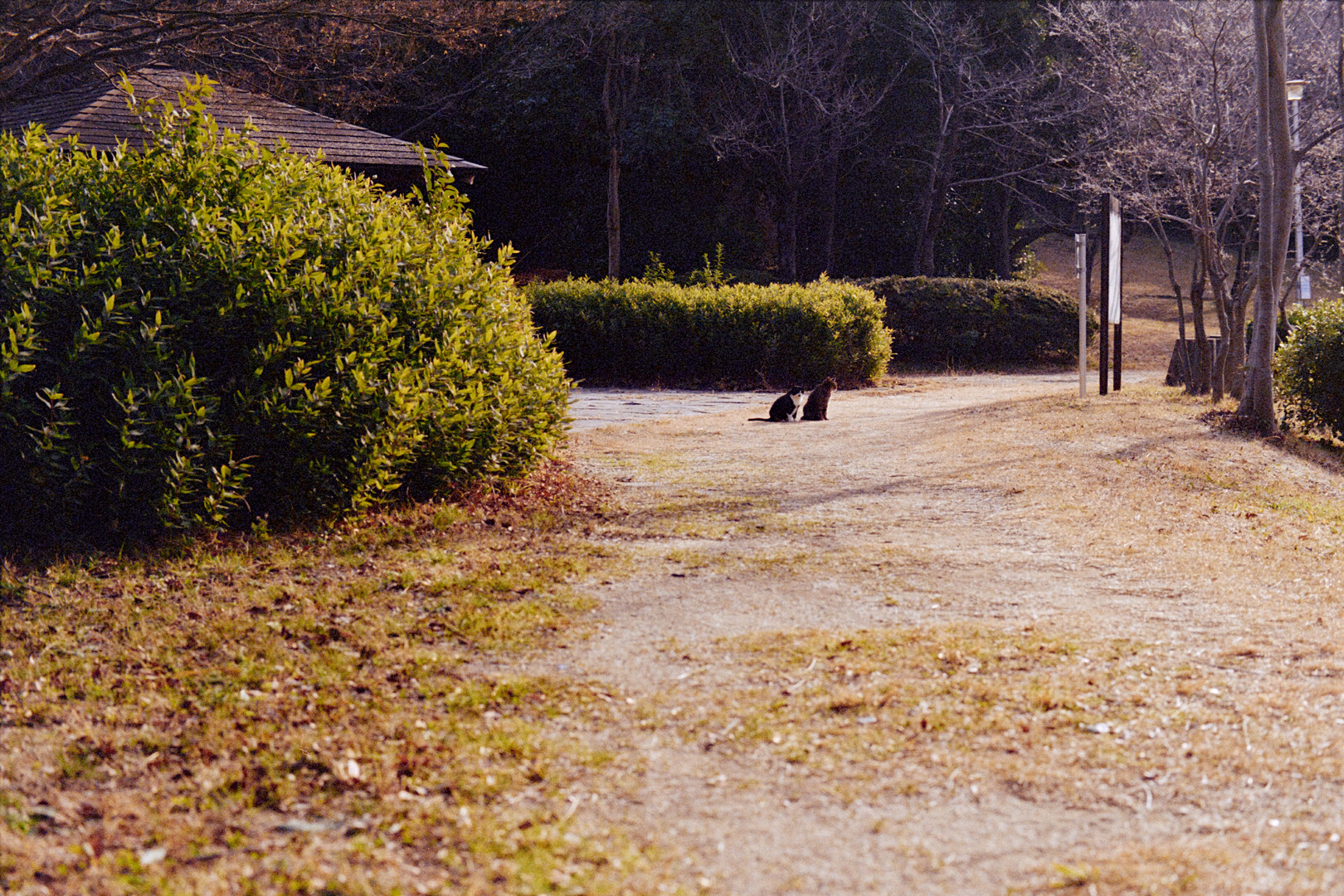 #00077 - 2024/01 - Kodak Color Plus 200 +2 - Shinagawa Seaside