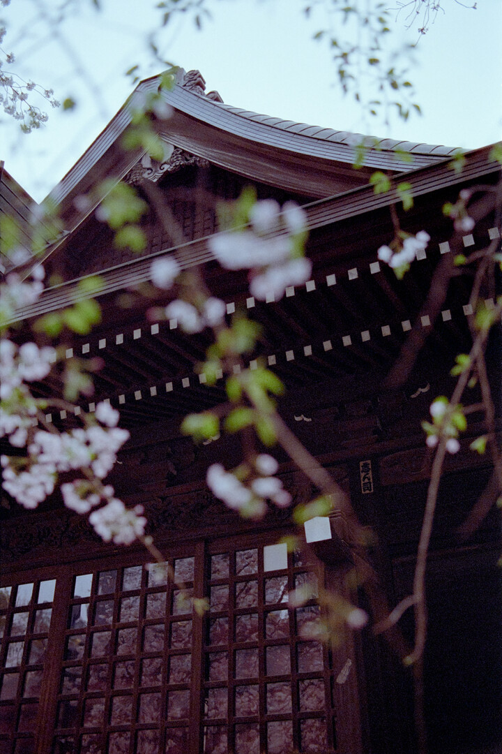 #00319 - 2024/04 - Kodak Gold 400 +2 - Shinjuku