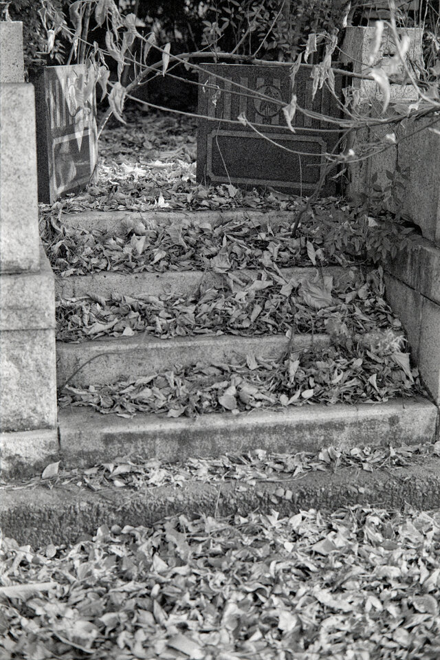 #00606 - 2025/01 - Fuji Neopan 400 - Tama Reien