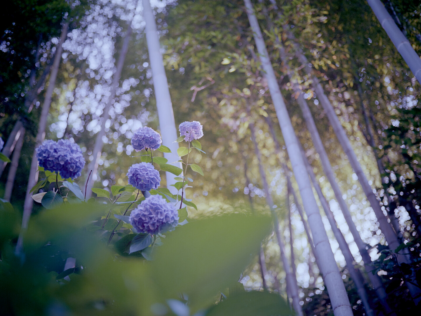 #00749 - 2025/06 - Kodak Ektar 100 - Kamakura