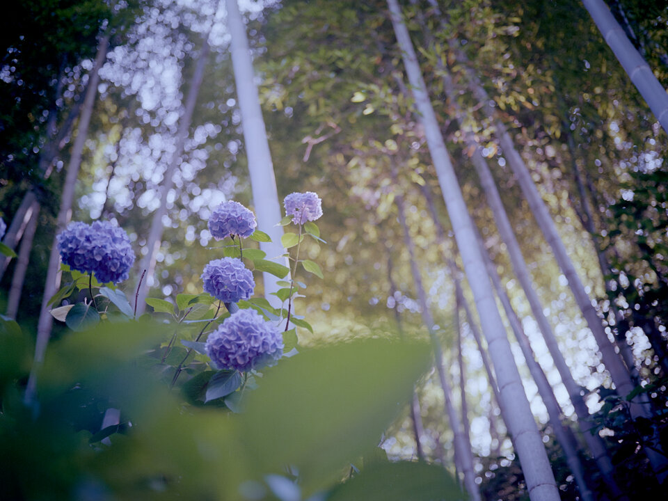 #00749 - 2025/06 - Kodak Ektar 100 - Kamakura