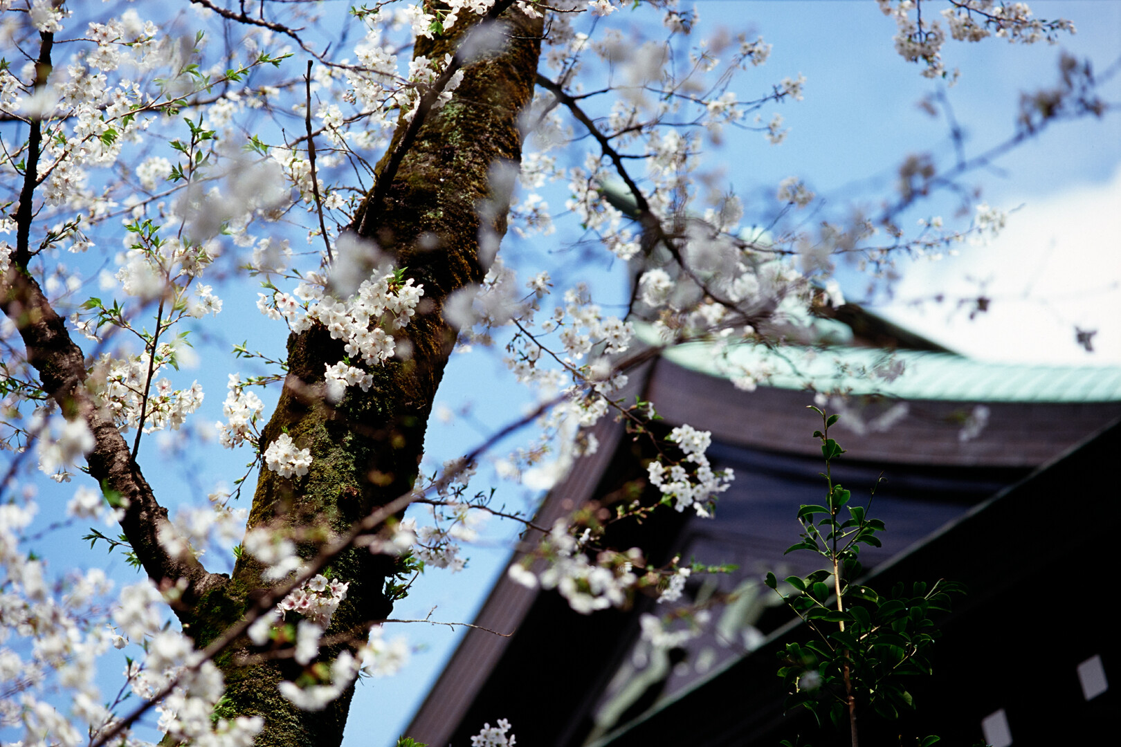 #00775 - 2025/03 - Fuji Fortia SP - Kudanshita